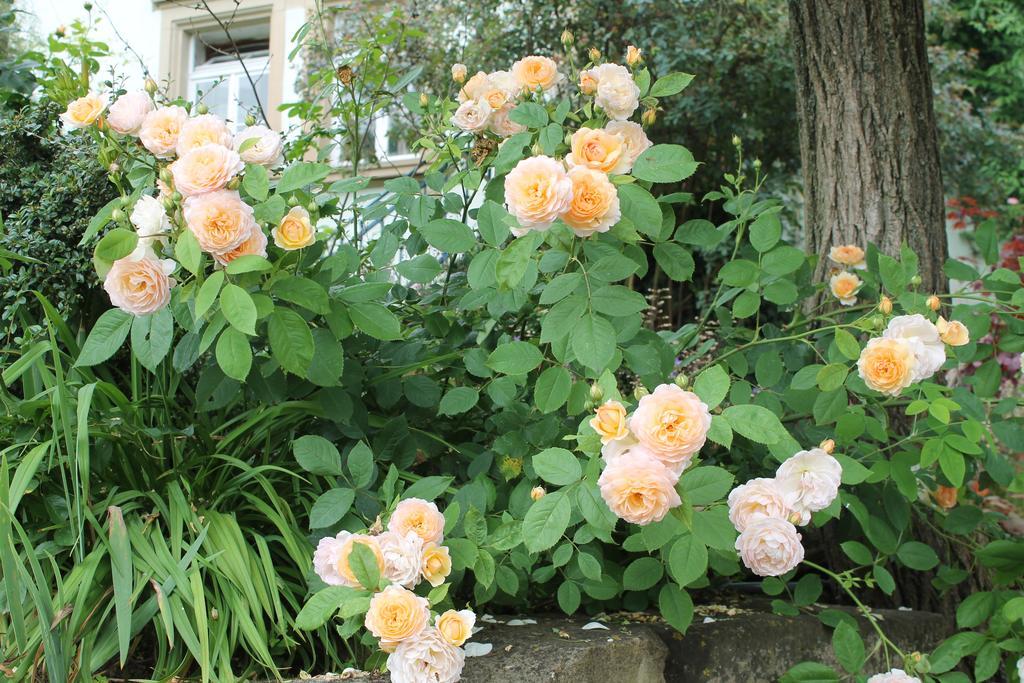 Maison Mille Fleurs Sankt Julian Екстер'єр фото
