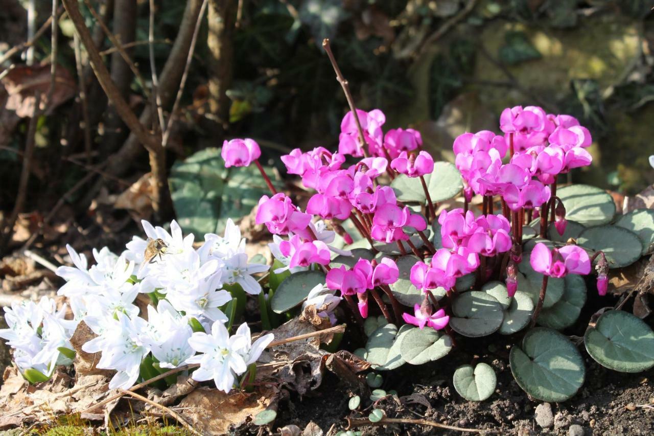 Maison Mille Fleurs Sankt Julian Екстер'єр фото